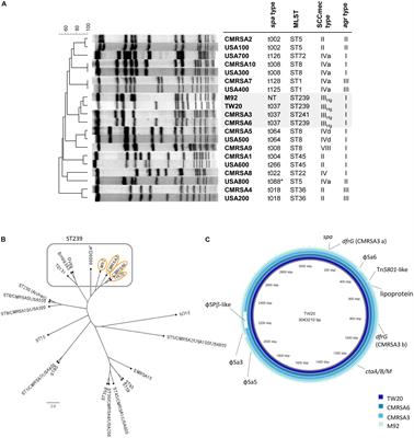 Genomic Comparison of Highly Virulent, Moderately Virulent, and Avirulent Strains From a Genetically Closely-Related MRSA ST239 Sub-lineage Provides Insights Into Pathogenesis